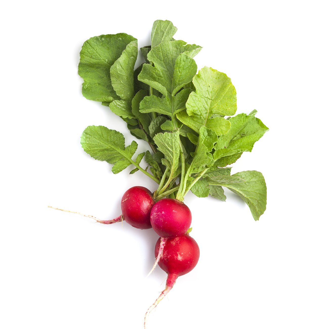 Radish